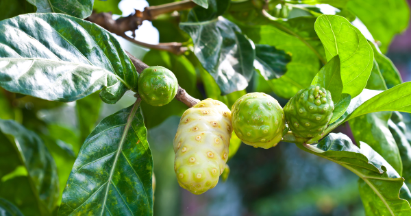 Überlegene Qualität von Noni-Früchten aus Tahiti