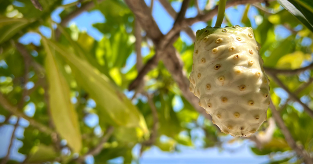 Noni-Baum (Morinda citrifolia) im Anbaugebiet