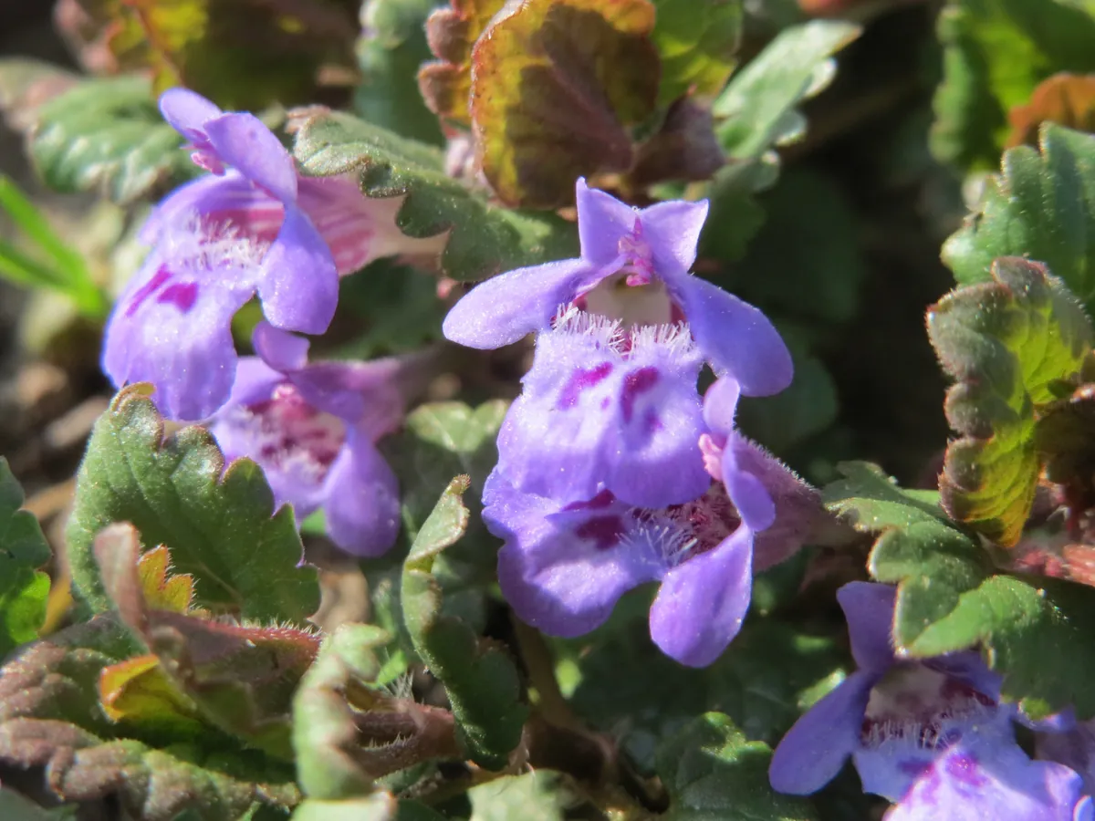 Blühender Gundermann mit blauvioletten Lippenblüten zwischen den Blättern