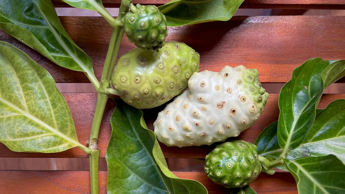 Noni-Früchte in verschiedenen Reifestadien an einem Zweig mit Blättern